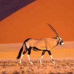 Voyage Initiatique en Namibie