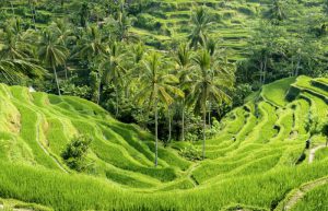 Séjour Bien-Etre à Bali