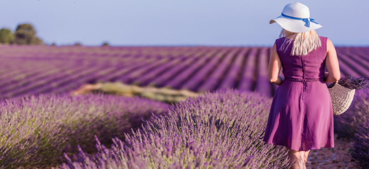 champs lavande valensole