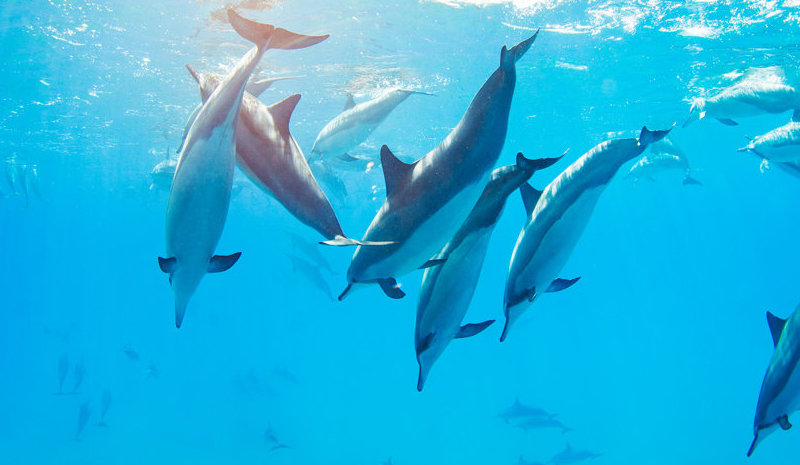 dauphins egypte