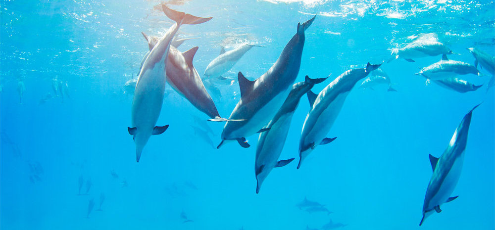 dauphins egypte