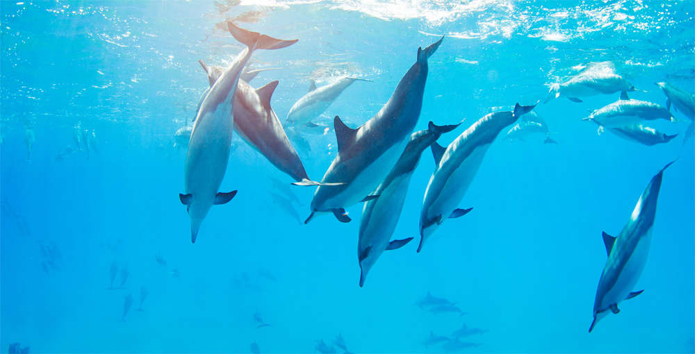 dauphins egypte
