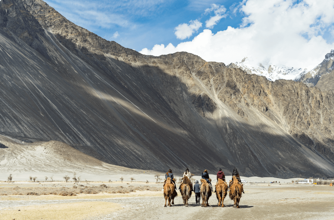 Chevaux Ladakh