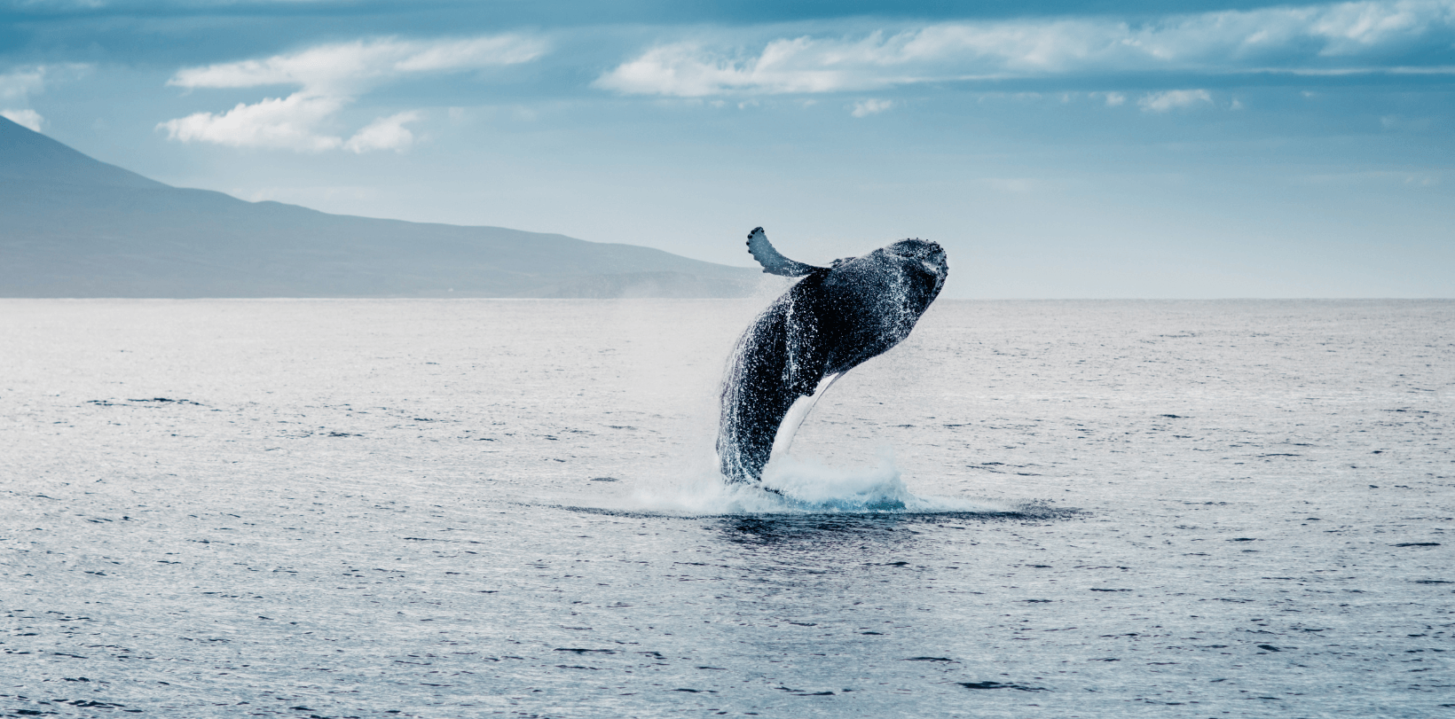 Baleine bleue