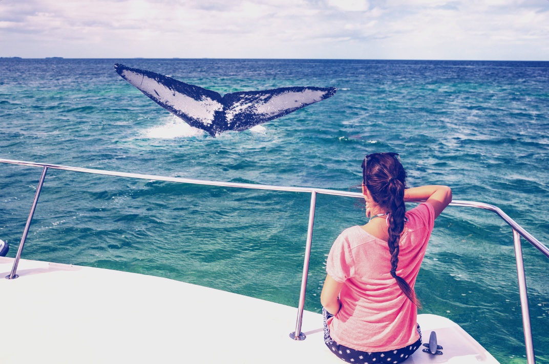 Observation baleines à bosse