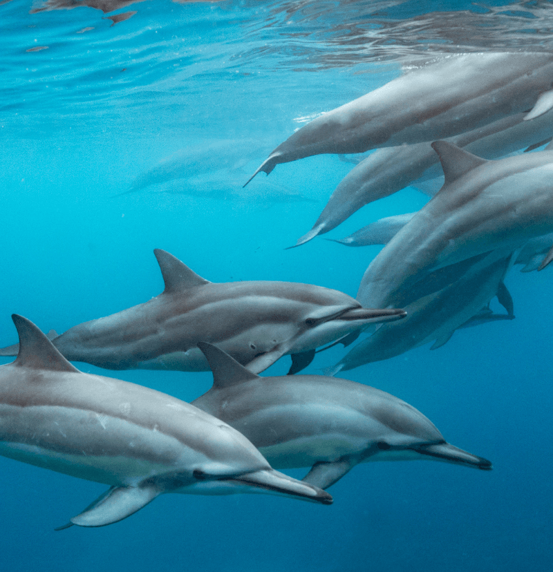 voyage dauphins
