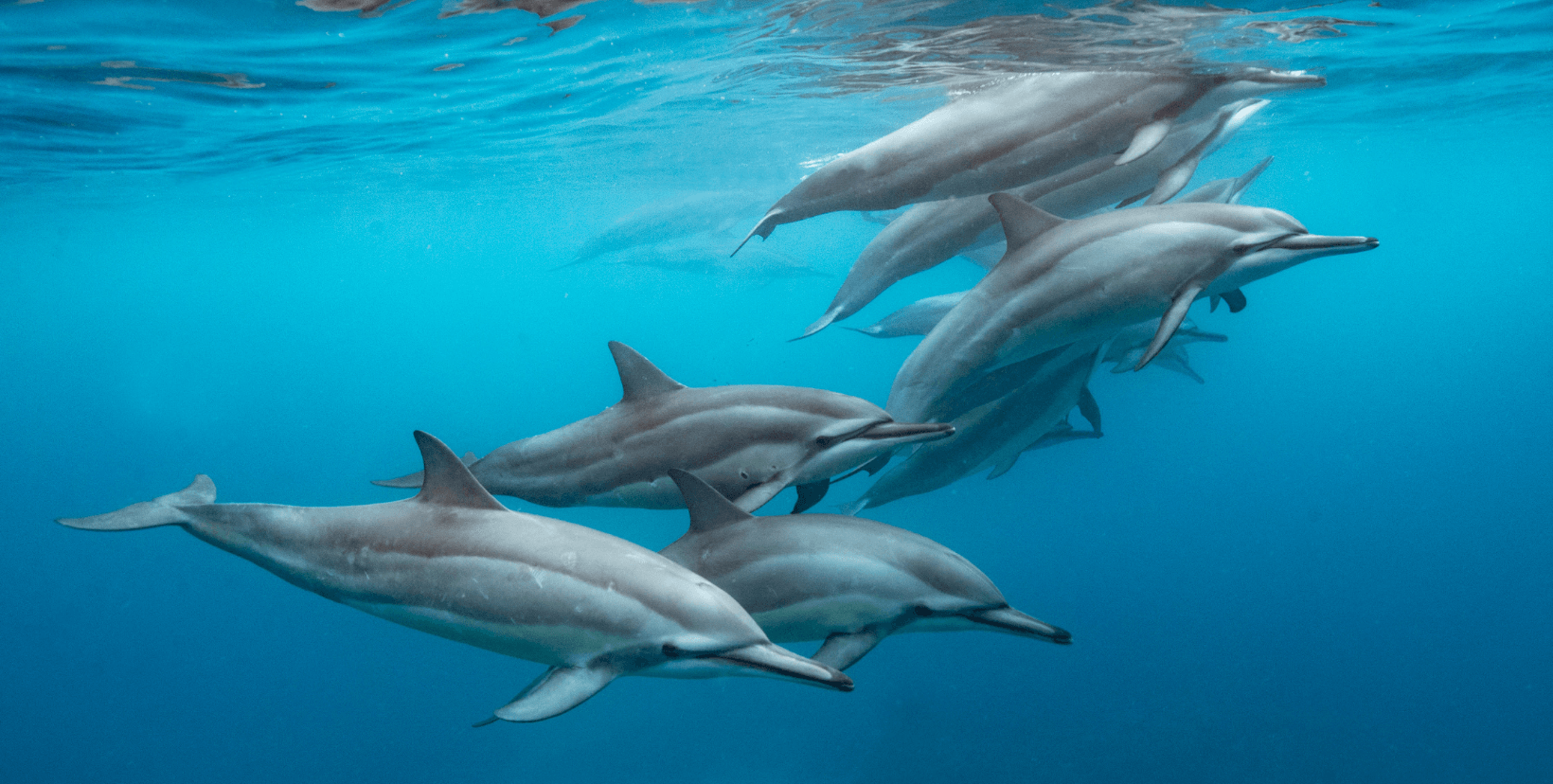 voyage dauphins