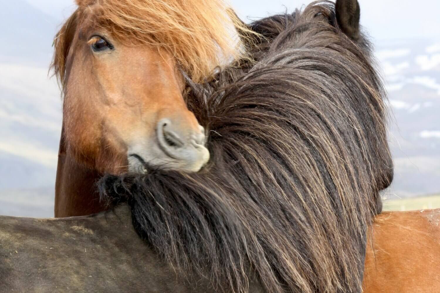 Séjours bien-être en Islande