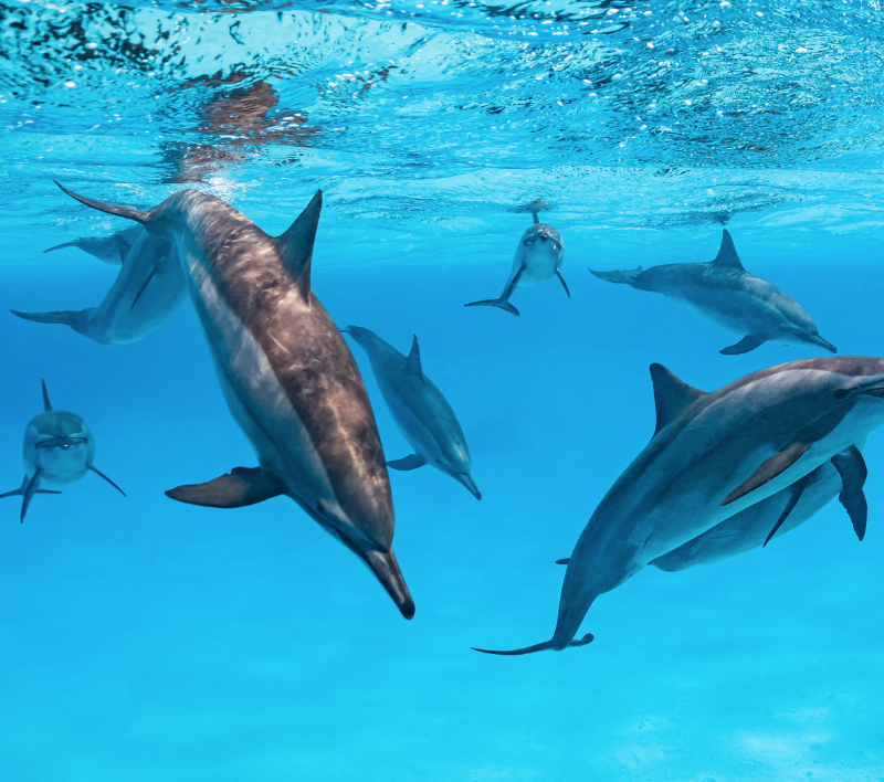 Croisiere dauphins Egypte