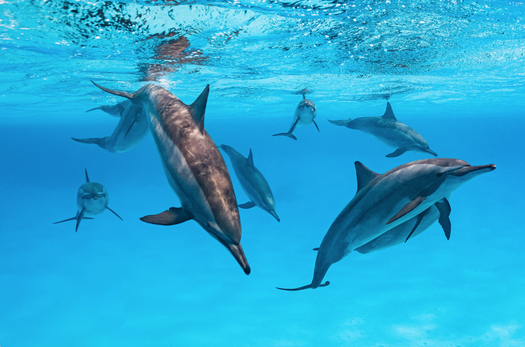 Croisiere dauphins Egypte