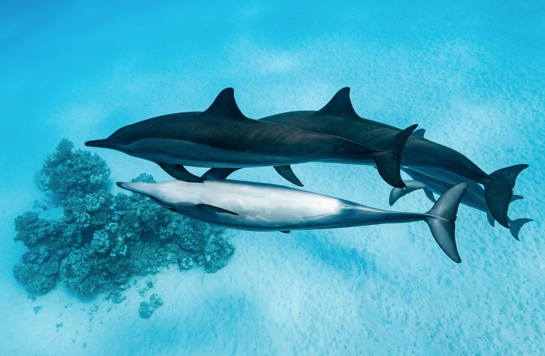 Croisiere dauphins Egypte