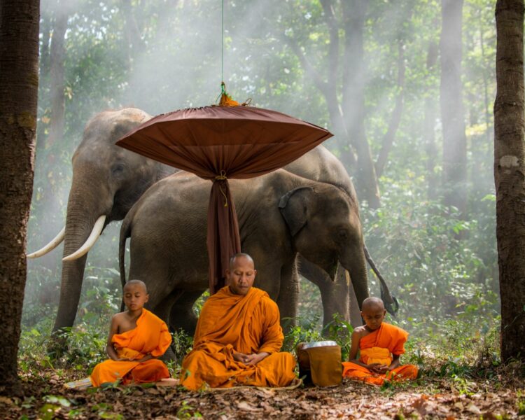 Voyage initiatique en Thaïlande : une rencontre spirituelle avec les éléphants dans leur sanctuaire naturel.