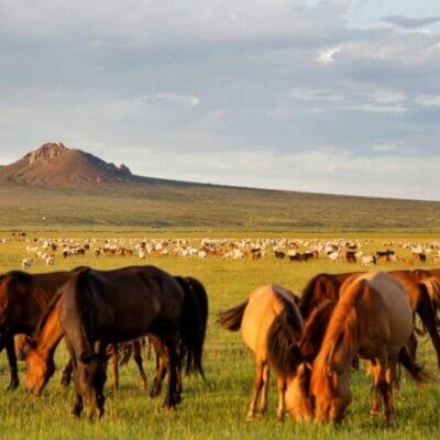Chevaux en Mongolie