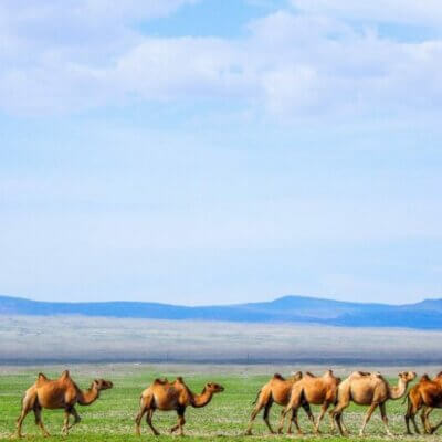 dromadaires dans la steppe en mongolie