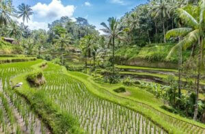 Séjour Bien-Etre à Bali